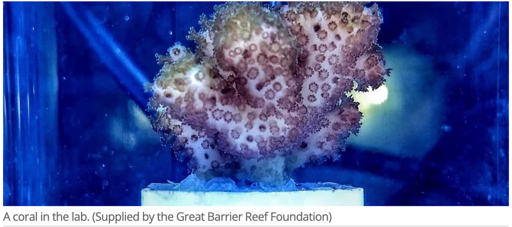 Feeding 'Supplements' to Corals Could One Day Help to Regrow The Great ...