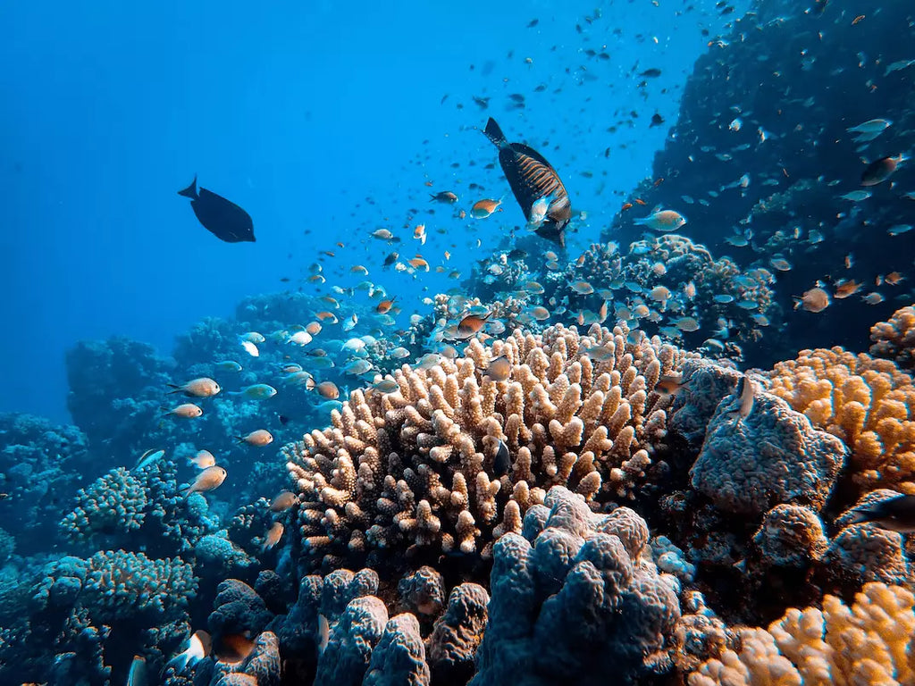 Here's why algaeeating fish are key to saving coral reefs Sea