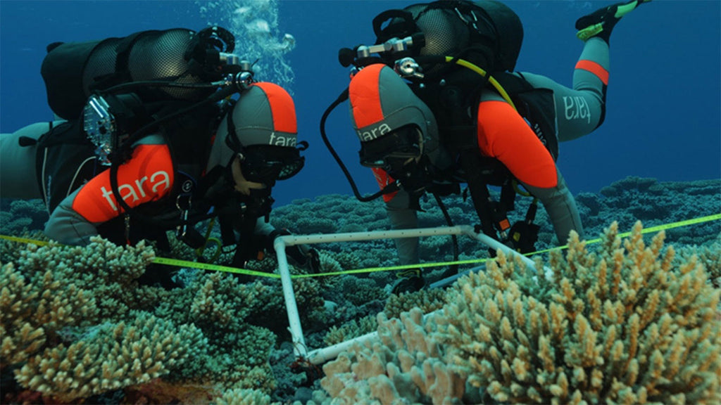 Coral reefs host millions of bacteria, revealing Earth’s hidden biodiv ...