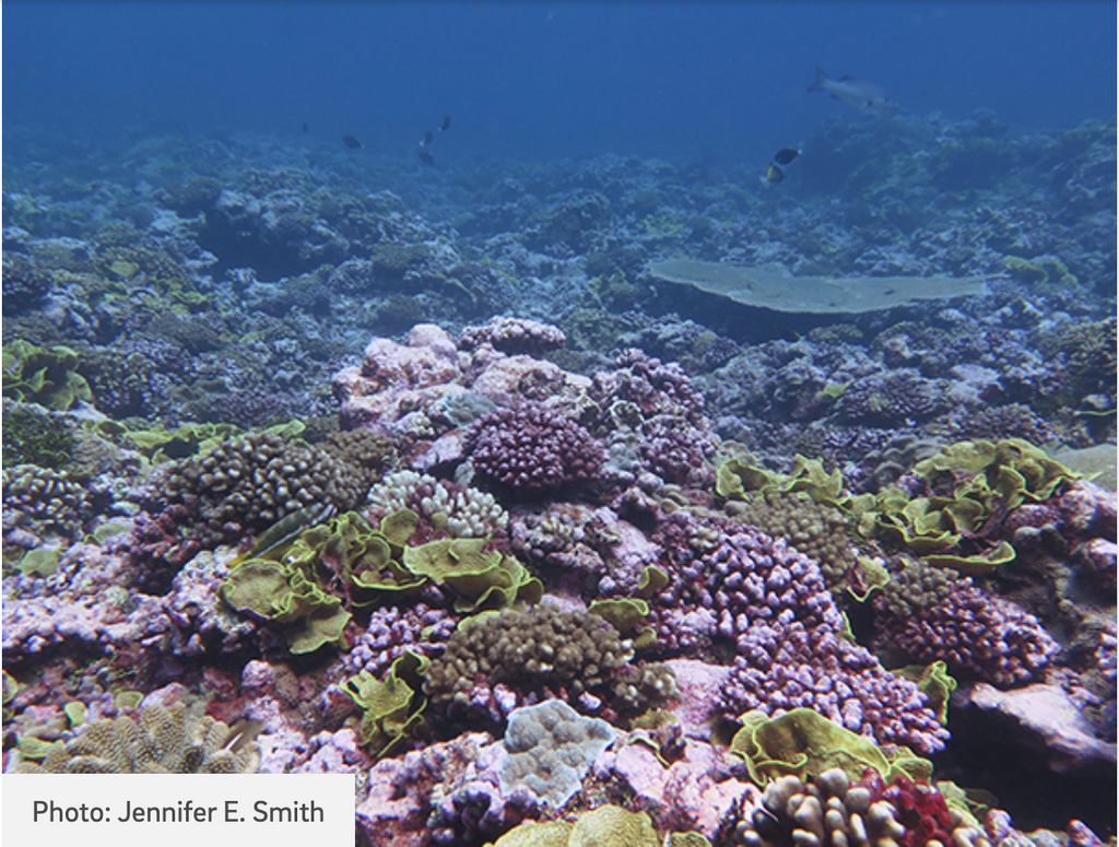 CENTRAL PACIFIC CORAL REEF SHOWS REMARKABLE RECOVERY DESPITE TWO WARM ...