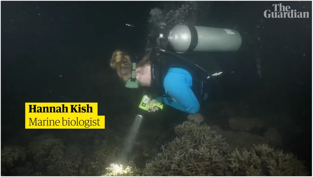 ‘A beautiful milestone’: coral grown in Great Barrier Reef nursery spa ...