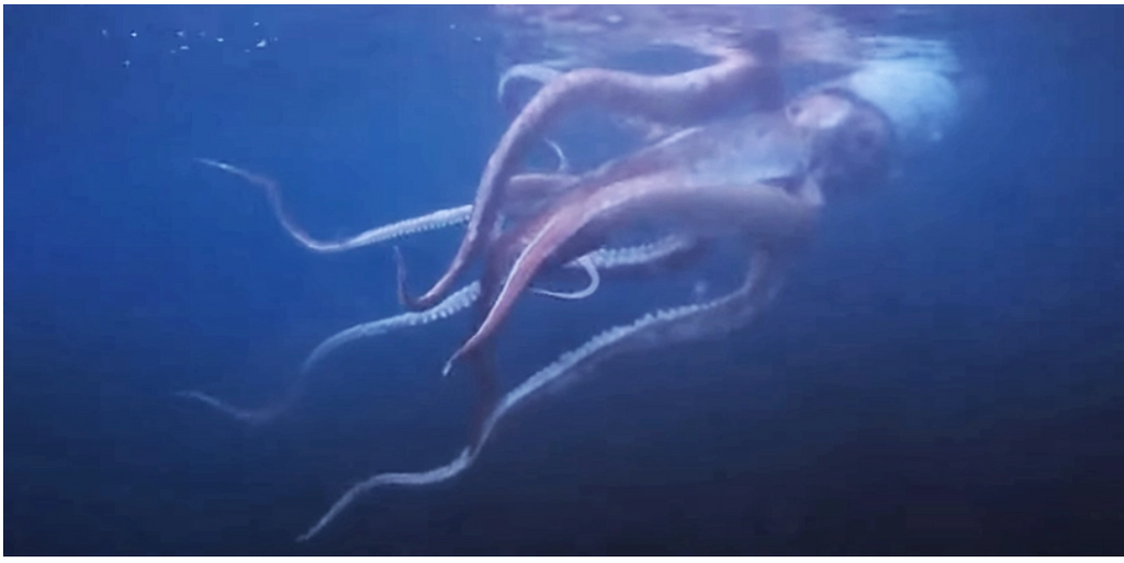 Couple Captures Rare Footage of a Giant Squid Swimming Off The Coast o ...