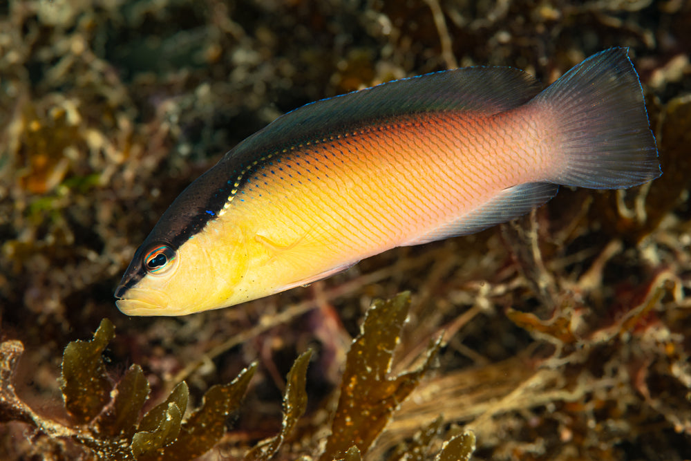 Blackstripe Pseudochromis