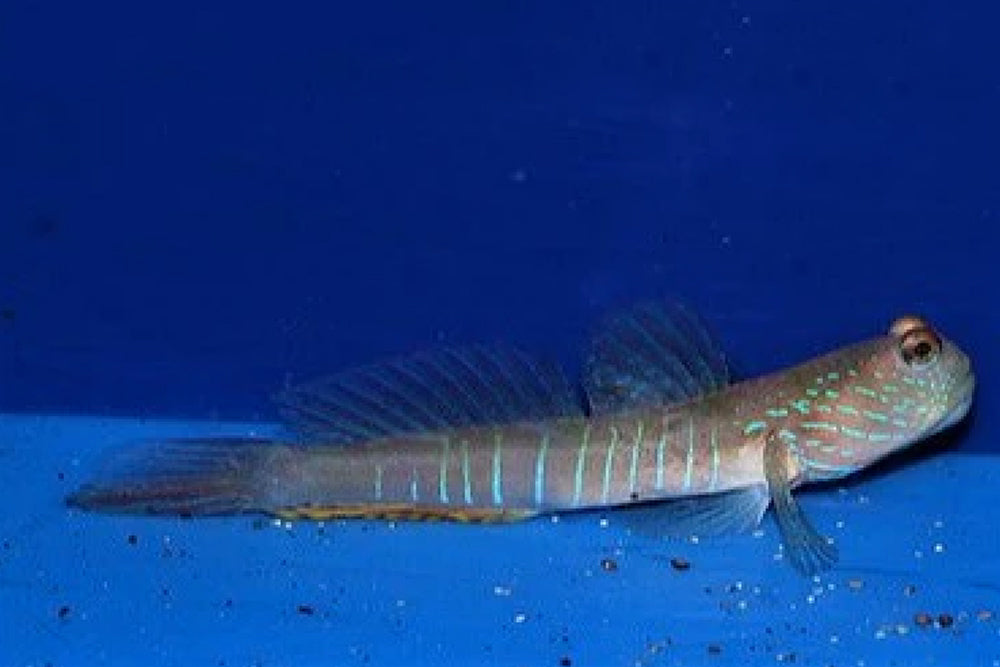 Blue Banded Watchman Goby