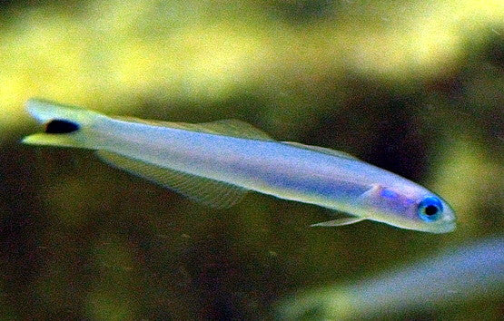 Blue Gudgeon Goby