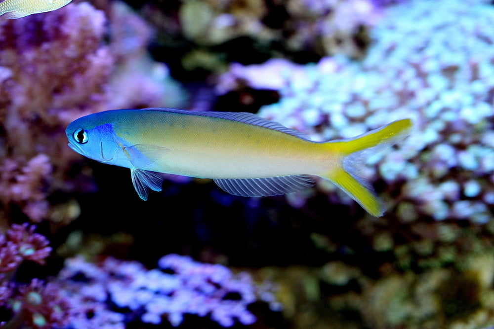 Bluehead Tile Goby
