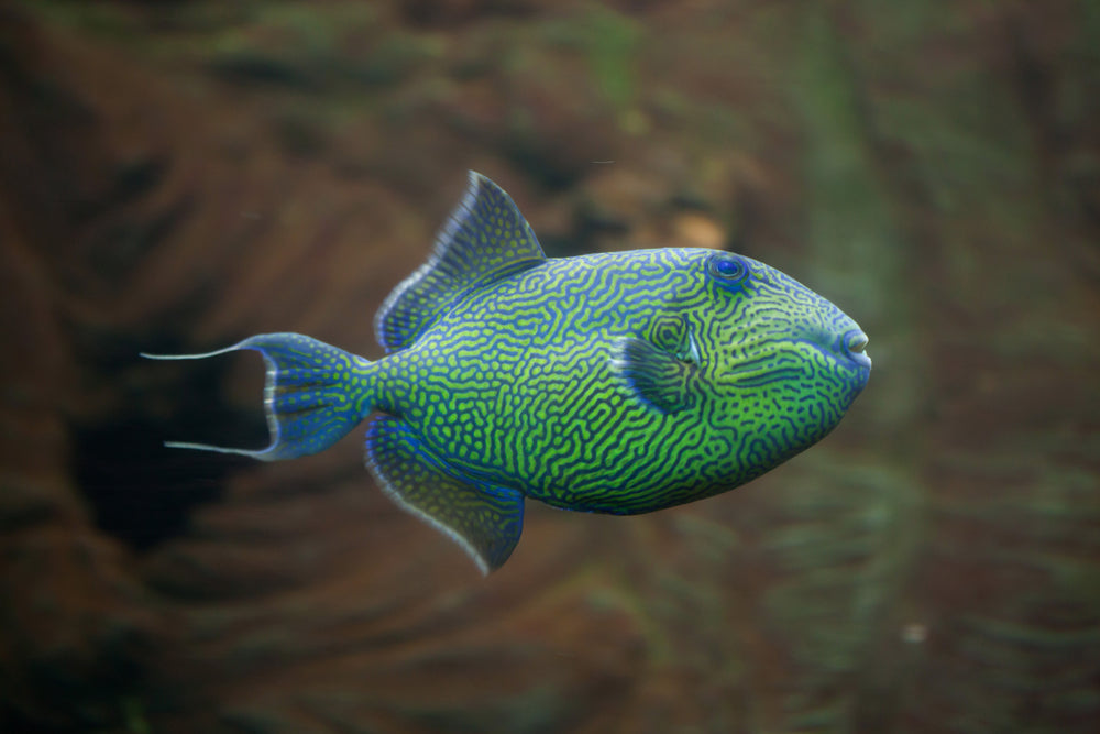 B Line Fish Blueline Trigger – Sea Dwelling Creatures