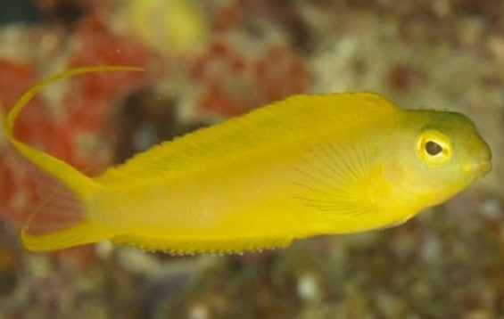 Canary Blenny: Green / Yellow