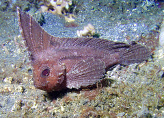 Cockatoo Waspfish