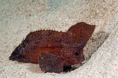 Cockatoo Waspfish