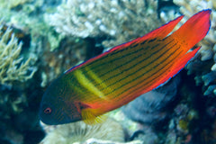 Dampiera Pseudochromis