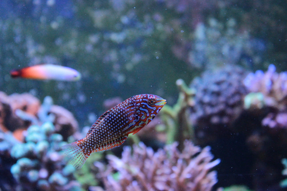 Divided Leopard Wrasse: Male
