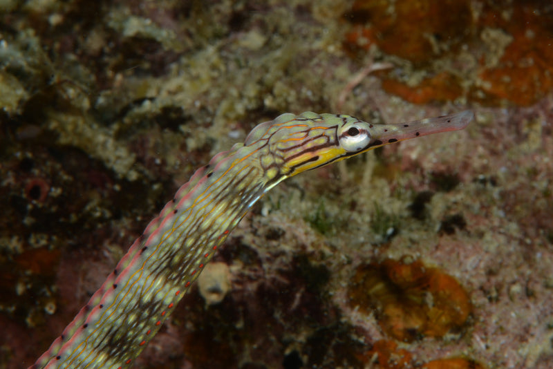 Banded pipefish hot sale care