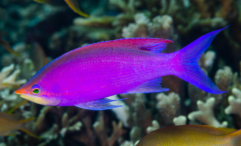 Purple queen sale anthias care