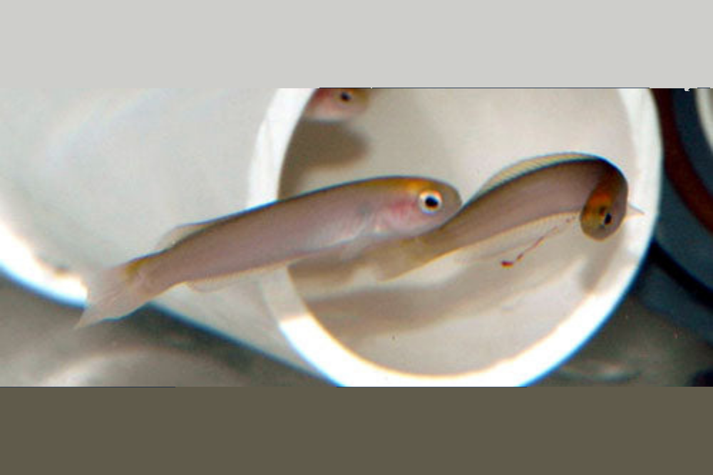 Yellow Hulafish