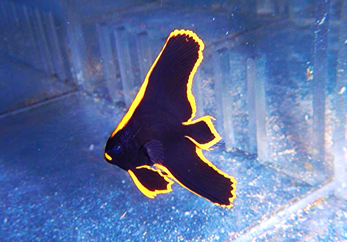 Pinneta Batfish Pinnatus Batfish: Tank Raised – Sea Dwelling Creatures