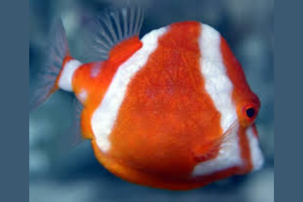 Red Boxfish