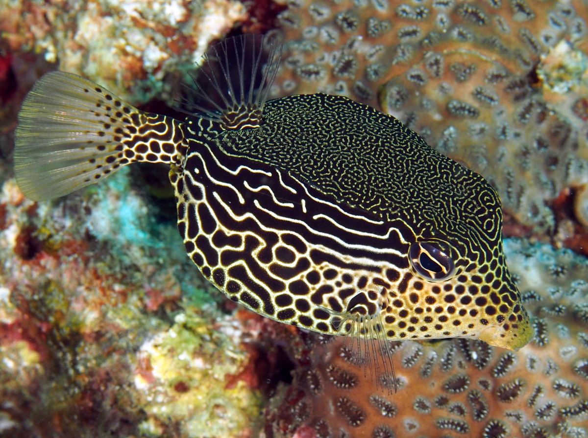 Scribbled Boxfish: Female