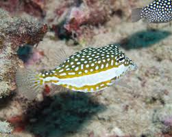 Whitley Boxfish: Female