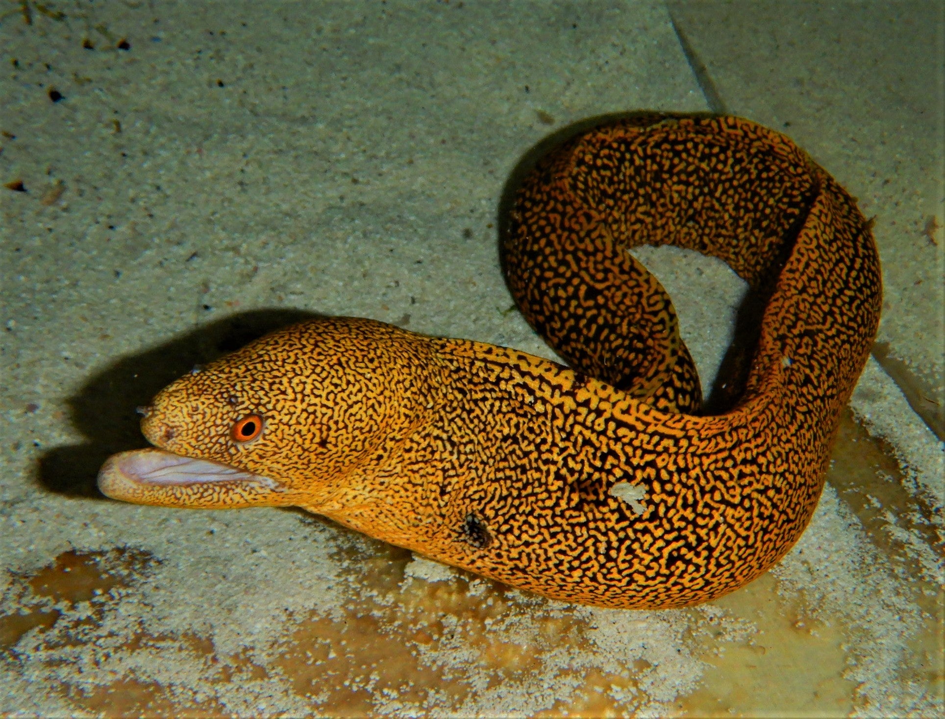 Gold Spotted Moray