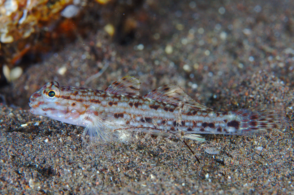 Decorated Goby