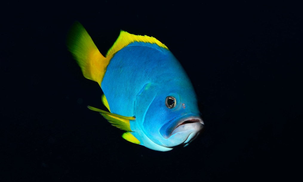 Blue Cod Grouper – Sea Dwelling Creatures