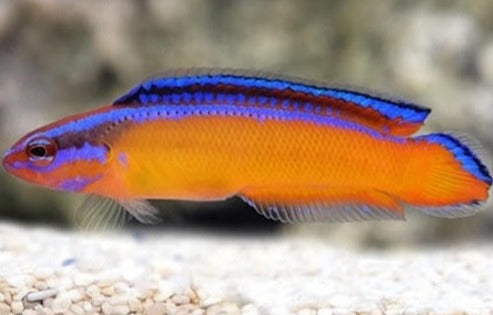 Aldabraensis (Neon) Pseudochromis