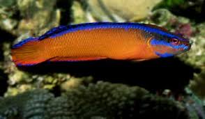 Aldabraensis (Neon) Pseudochromis: Tank Raised