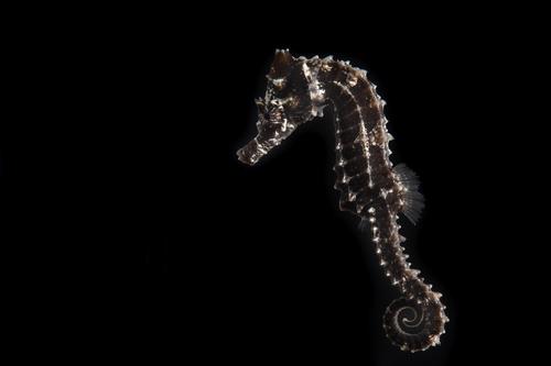 Erectus Seahorse: Captive Bred