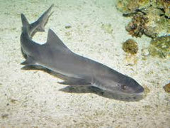 Smooth Hound Shark: Grey