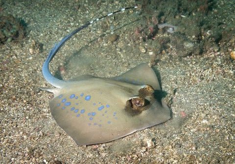 Blue Spot Stingray Diamond Sea Dwelling Creatures