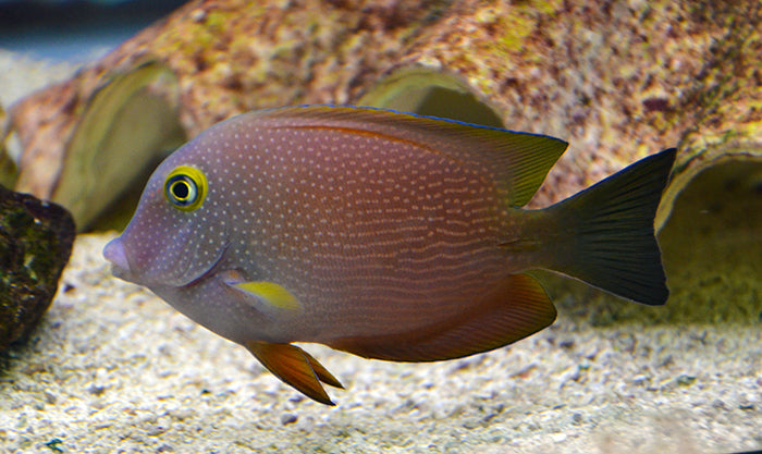 Spotted Yellow Eye Tang