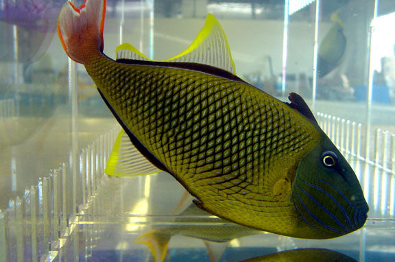 Crosshatch Trigger: Male – Sea Dwelling Creatures
