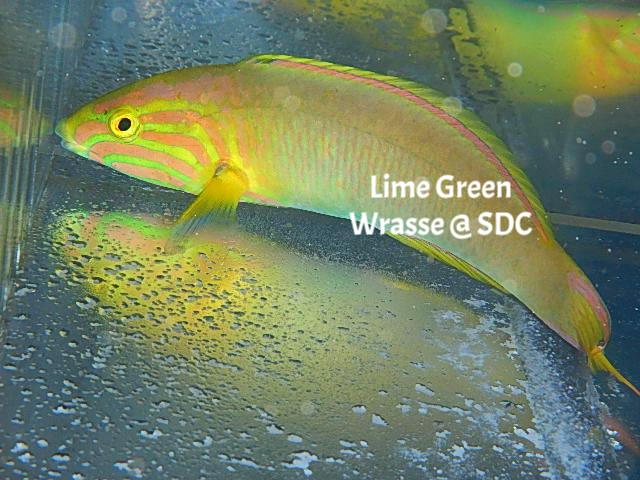 Lime Green (Sunset) Wrasse
