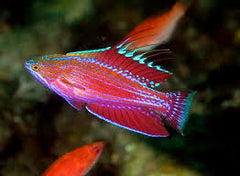 Line Spot Flasher Wrasse: Male