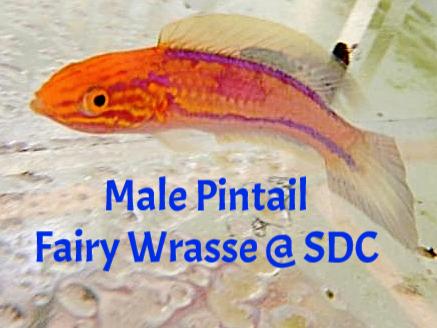 Pintail Fairy Wrasse: Male