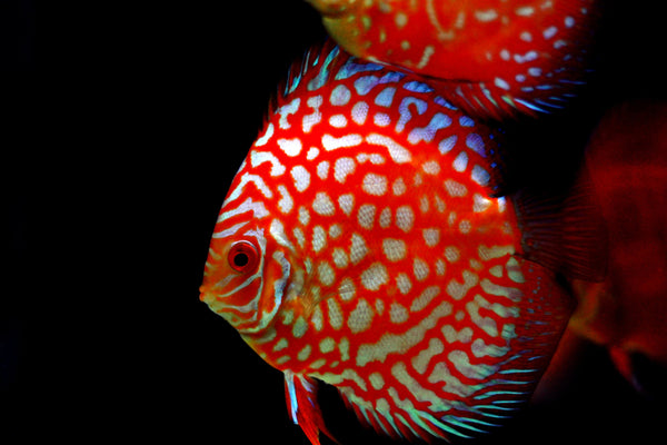 Discus – Sea Dwelling Creatures
