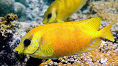 Red Rabbit Fish Rabbitfish – Sea Dwelling Creatures