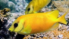 Golden Rabbitfish