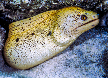 CORHAD Yellow EEL and Shrimp Cage Dedicated EEL Cage Pp 