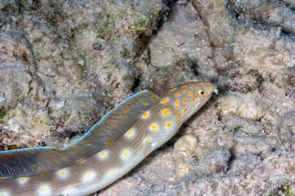 Gold Spot Snake Eel