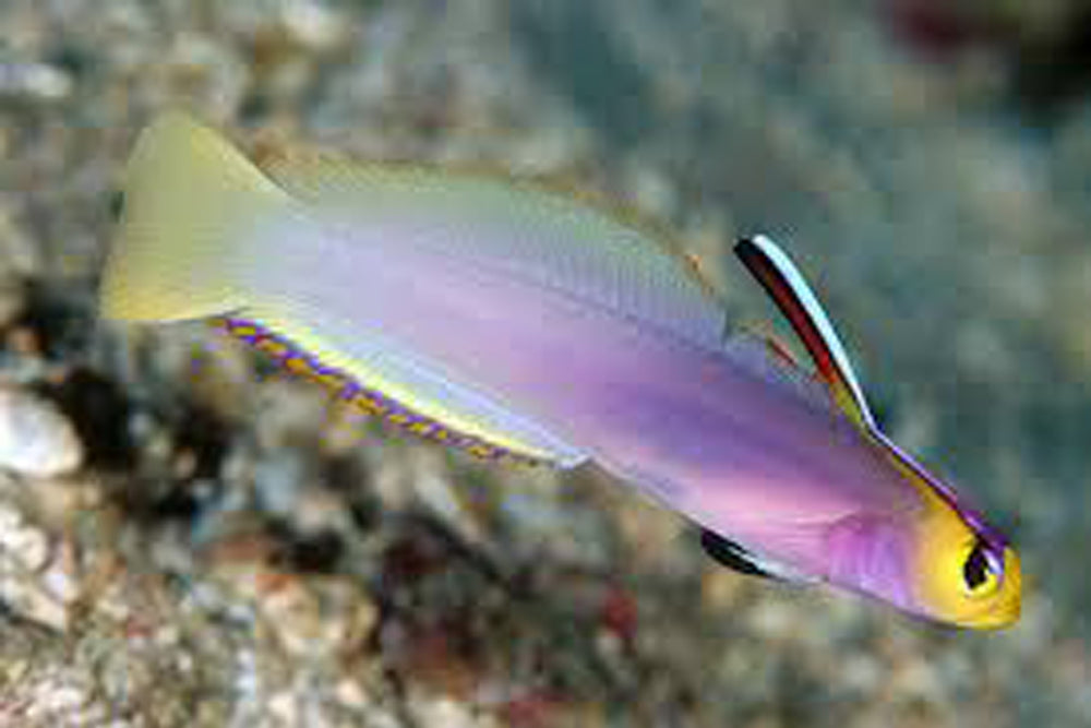 Helfrich's Firefish – Sea Dwelling Creatures