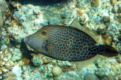 Filefish – Sea Dwelling Creatures