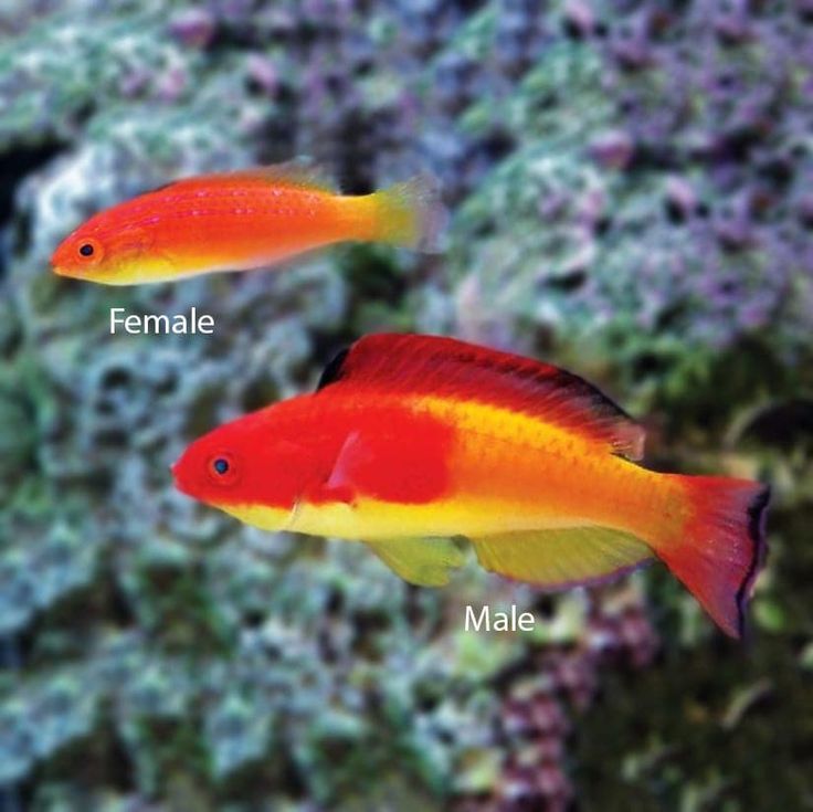 Hooded Fairy Wrasse: Male