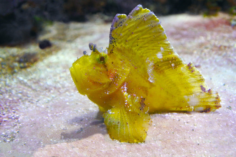 Leaf Fish: Yellow