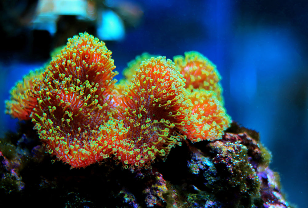 Leather Corals