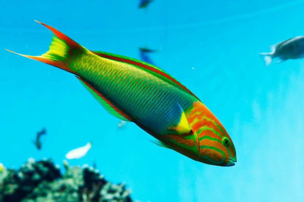 Lime Green Wrasse