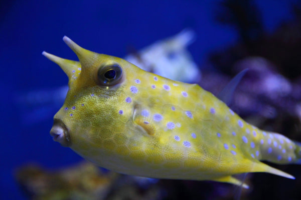 Long Horned Cowfish – Sea Dwelling Creatures