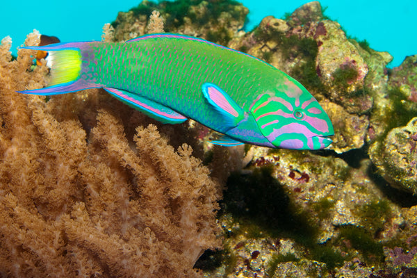 Lunare Wrasse – Sea Dwelling Creatures