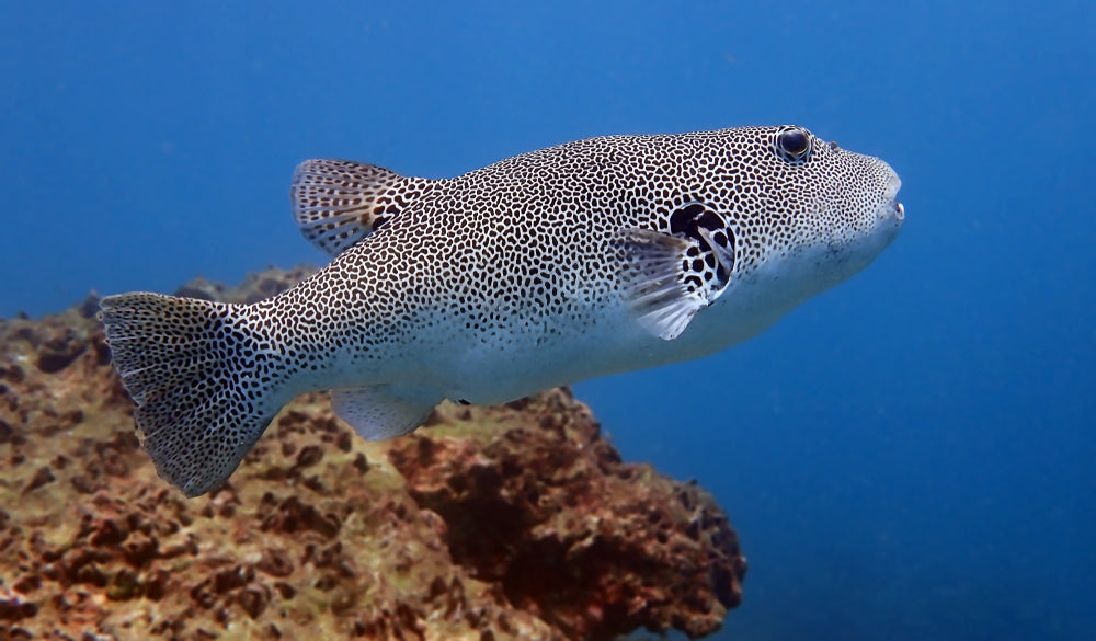 Mapa Puffer Mappa Puffer – Sea Dwelling Creatures